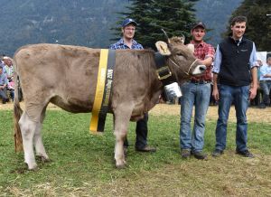 11CHampion OB Rinder